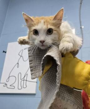 Coffee -  Domestic Medium Hair Cat for Adoption in Evansville, Indiana - Coffee | PetCurious