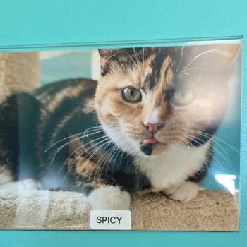 Spicy -  Domestic Short Hair Cat for Adoption in Petersburg, Indiana - Spicy | PetCurious
