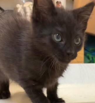 KASEY -  Domestic Long Hair Cat for Adoption in Elizabethton, Tennessee - KASEY | PetCurious