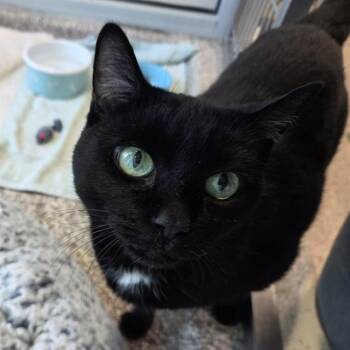 Domestic Short Hair Cats Available for Adoption - LULU | PetCurious