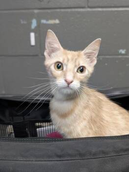 Domestic Short Hair Cats Available for Adoption in Fort Worth, Texas - Meatball | PetCurious
