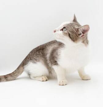 Snow White -  Domestic Short Hair Cat for Adoption in Bowling Green, Kentucky - Snow White | PetCurious