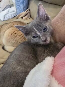 Mushroom -  Domestic Short Hair Cat for Adoption in Pompano Beach, Florida - Mushroom | PetCurious