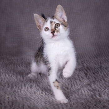 Rescue Domestic Short Hair Cats for Adoption in Social Circle, Georgia - Finn - Andrea Foster | PetCurious