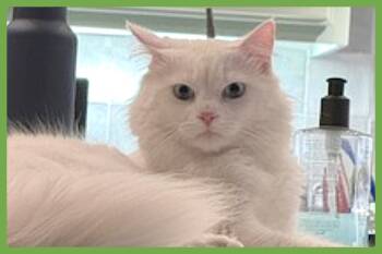 Ragdoll Cats Available for Adoption in Amherst, Massachusetts - Finn | PetCurious