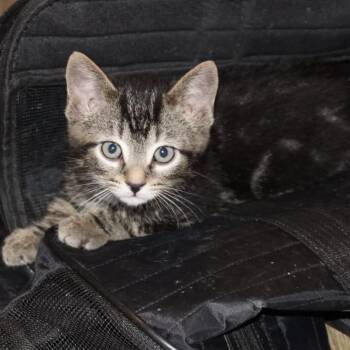 Domestic Short Hair Cats Available for Adoption in Brownsboro, Alabama - Skeeter | PetCurious