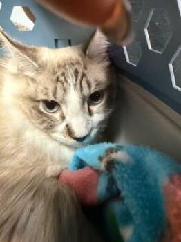 Domestic Short Hair Cats Available for Adoption - CAPPUCCINO | PetCurious