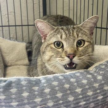 Domestic Short Hair Cats Available for Adoption in Tulsa, Oklahoma - Marty | PetCurious