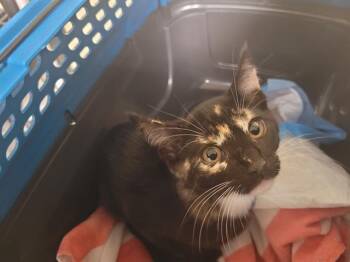 LADY -  Domestic Short Hair Cat for Adoption in Kent, Washington - LADY | PetCurious