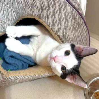 Dabbs (Benz) -  Domestic Short Hair Cat for Adoption in Michigan City, Indiana - Dabbs (Benz) | PetCurious