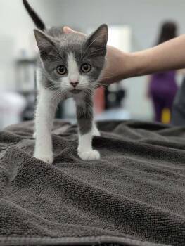 Berry Punch -  Domestic Short Hair Cat for Adoption in Raleigh, North Carolina - Berry Punch | PetCurious
