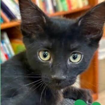 Theo -  Domestic Medium Hair Cat for Adoption in Orangevale, California - Theo | PetCurious
