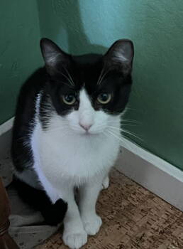 Rescue Domestic Short Hair Cats for Adoption in San Jose, California - Jetta | PetCurious