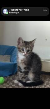 Bean -  Domestic Short Hair and Tabby Cat for Adoption in Hayward, California - Bean | PetCurious