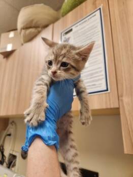 Mercury -  Domestic Short Hair Cat for Adoption in Kennewick, Washington - Mercury | PetCurious