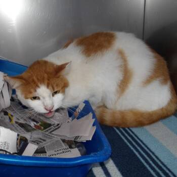 Freddy -  Domestic Short Hair Cat for Adoption in Marble, North Carolina - Freddy | PetCurious