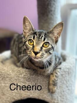 Rescue Domestic Short Hair Cats for Adoption in Monroe, North Carolina - Cheerio Female Tabby | PetCurious