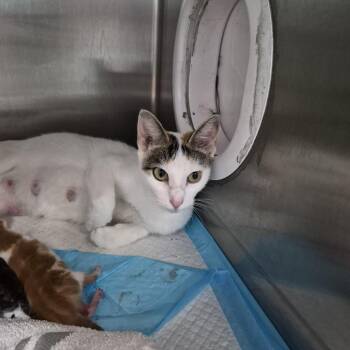 Cleo -  Domestic Short Hair Cat for Adoption in Ardmore, Oklahoma - Cleo | PetCurious
