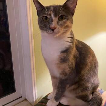 Rescue Domestic Short Hair Cats for Adoption in Novato, California - Mabel | PetCurious