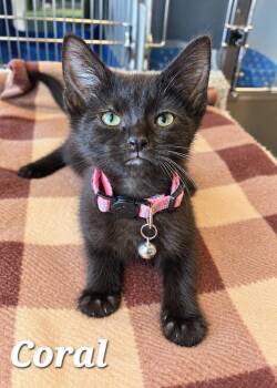 Coral -  Domestic Short Hair Cat for Adoption in Sidney, Ohio - Coral | PetCurious