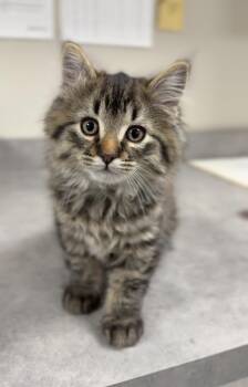 Domestic Long Hair Cats Available for Adoption in Bemidji, Minnesota - Gregory | PetCurious