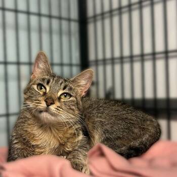 Rescue Domestic Short Hair Cats for Adoption in Davenport, Iowa - Pamela Voorhees | PetCurious