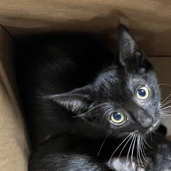 Angelina -  Domestic Short Hair Cat for Adoption in Tampa, Florida - Angelina | PetCurious