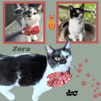 Rescue Domestic Short Hair Cats for Adoption in Lindsay, California - Zora | PetCurious