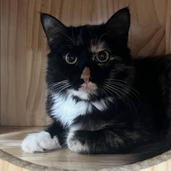 Nana -  Domestic Medium Hair Cat for Adoption in Yucca Valley, California - Nana | PetCurious
