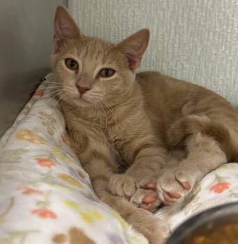 Butters -  Domestic Short Hair Cat for Adoption in Danville, Indiana - Butters | PetCurious