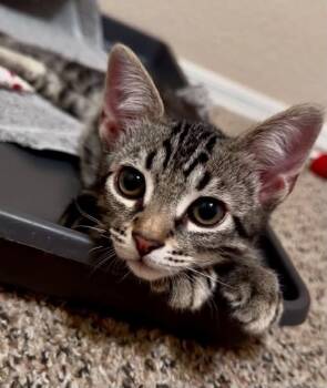 Frankie Barden -  Tabby and Domestic Short Hair Cat for Adoption in Chandler, Arizona - Frankie Barden | PetCurious