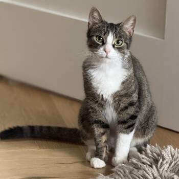 Rescue Tabby Cats for Adoption in New York, New York - Melrose | PetCurious