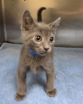 Danny -  Domestic Short Hair Cat for Adoption in Westland, Michigan - Danny | PetCurious