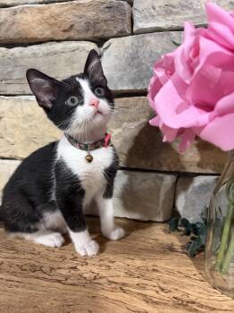 Fran -  Domestic Short Hair Cat for Adoption in Orlando, Florida - Fran | PetCurious