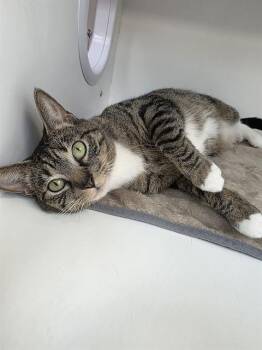 Domestic Short Hair Cats Available for Adoption in Indianapolis, Indiana - FELICA THE FELINE | PetCurious