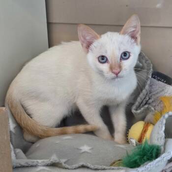 MIKEY -  Domestic Short Hair Cat for Adoption in Fernandina Beach, Florida - MIKEY | PetCurious