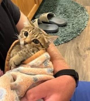 HOWI -  Domestic Short Hair Cat for Adoption in St. Peters, Missouri - HOWI | PetCurious