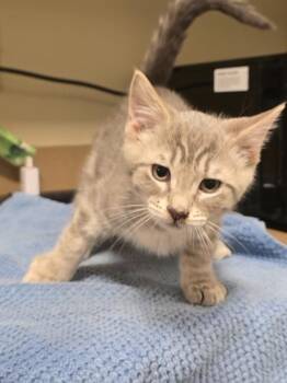 Donu -  Domestic Short Hair Cat for Adoption in Vancouver, Washington - Donu | PetCurious
