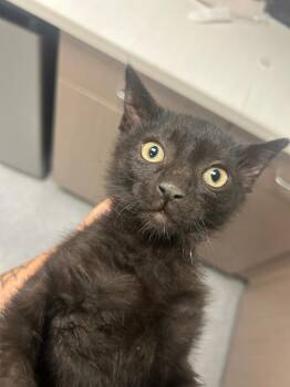 Sam Wise -  Domestic Short Hair Cat for Adoption in Greenfield, Indiana - Sam Wise | PetCurious