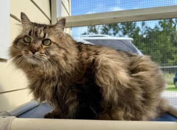 Norwegian Forest Cat Cats Available for Adoption in Kingsland, Georgia - Precious | PetCurious