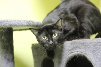 Domestic Short Hair Cats Available for Adoption in Ottumwa, Iowa - Soot | PetCurious