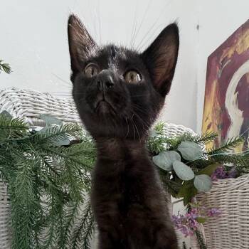 Jasper John 56261 -  Domestic Short Hair Cat for Adoption in Eaton Rapids, Michigan - Jasper John 56261 | PetCurious