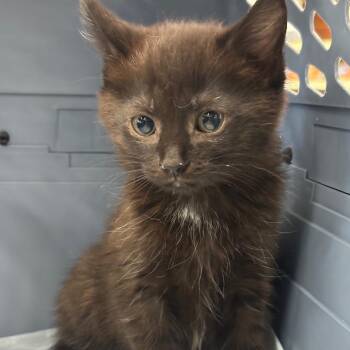 Brenda -  Domestic Short Hair Cat for Adoption in La Grange, Kentucky - Brenda | PetCurious