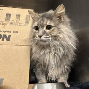 Domestic Short Hair Cats Available for Adoption in West Olive, Michigan - Estella | PetCurious