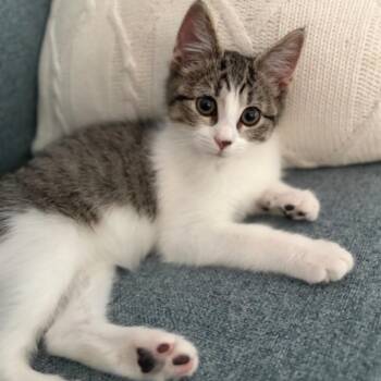 Honey Bunches -  Domestic Short Hair Cat for Adoption in Salisbury, Massachusetts - Honey Bunches | PetCurious