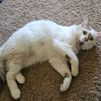 Camellia -  Siamese and Domestic Long Hair Cat for Adoption in Hemet, California - Camellia | PetCurious