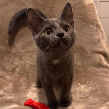 Makima -  Domestic Short Hair Cat for Adoption in Parkersburg, West Virginia - Makima | PetCurious