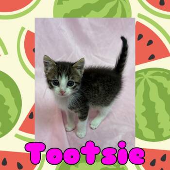 Tootsie -  Domestic Short Hair Cat for Adoption in Royse City, Texas - Tootsie | PetCurious