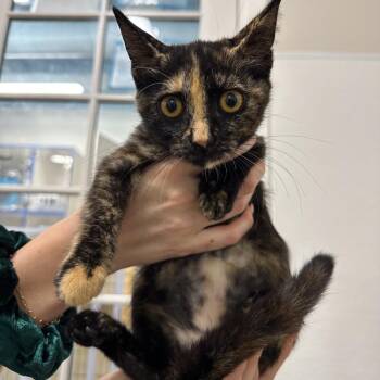 Laura -  Domestic Short Hair Cat for Adoption in Clearwater, Florida - Laura | PetCurious