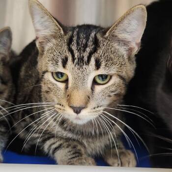 Bucky -  Domestic Short Hair Cat for Adoption in Fort Wayne, Indiana - Bucky | PetCurious